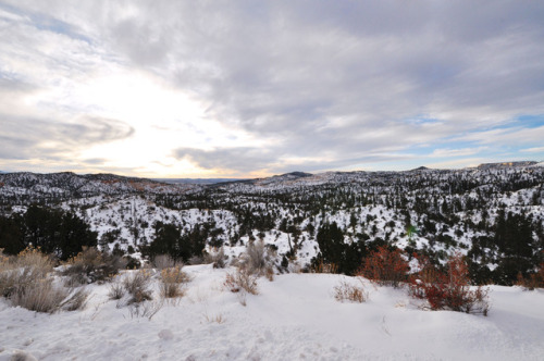 the silence of snow.pausaugunt plateau, utah.