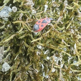 I Know This One Bug, Their All Over The Place At My School. Cute As All Hell, And Friendly To.
