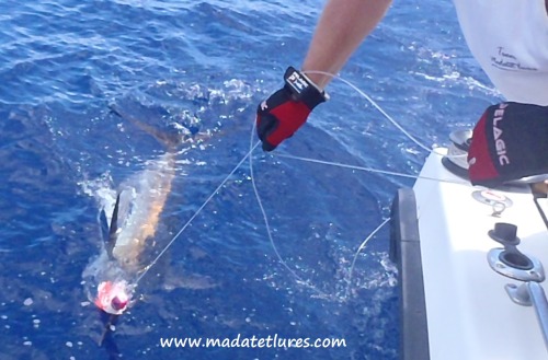 Marlin bleu pris sur un Madsearcher en Guadeloupe en courte...