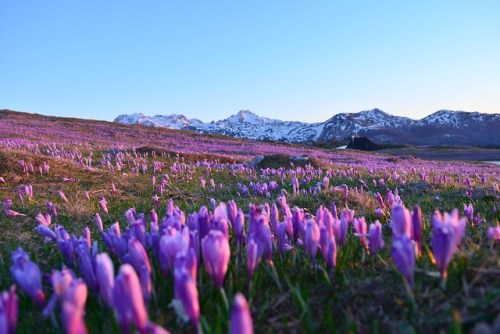 traveltoslovenia:VELIKA PLANINA, Slovenia - When Velika Planina dresses in purple. More amazingly be