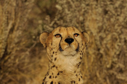  Cheetah - Namibia (by Ami 211) 