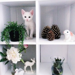 fleurdelunaa:  these two would be good at hide and seek, they almost look like statues