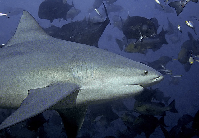 thesharkives:  bull  (by pterantula) 