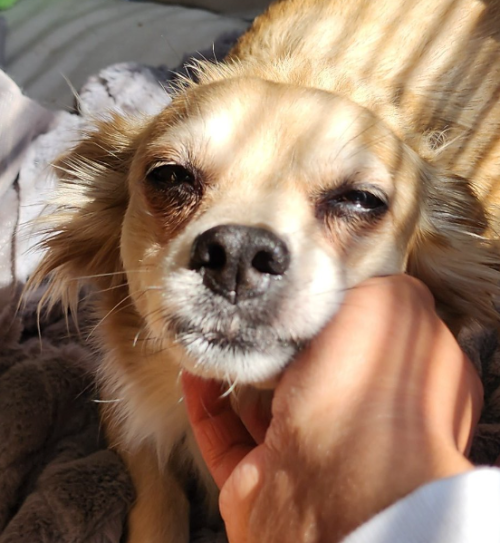 I'm Doing Morgott Commissions For My Dog's Heart Ultrasound!