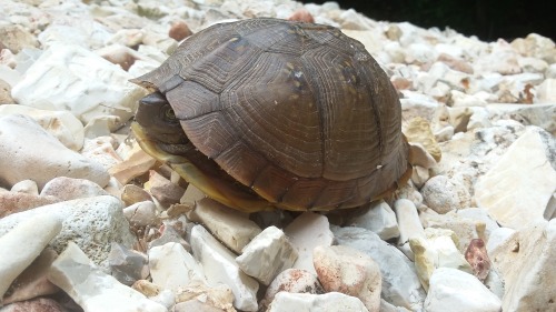 theliberalpedestrian:Little dude. 