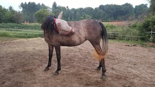 Some recent shots of my three year old mare, DV PRECIOUS GAL (’Qisma’), who is by the stallion DV Sh