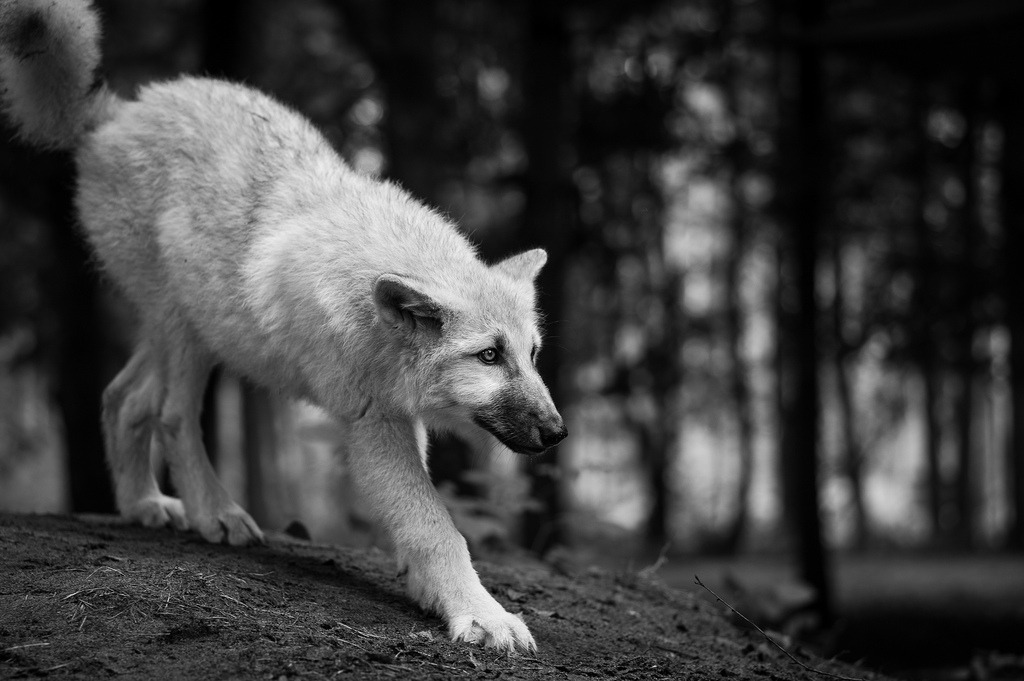elegantwolves:  by qnze