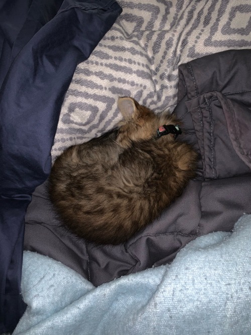 Im So Sorry To Disappear And Come Back Just For This, But I Have To Get My Cat, Koda, To The Vet To Get