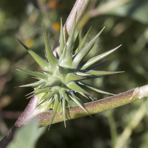 seed pod