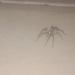 cryptid-corpse:No cats on my nightwalk but I found this thicc spider 
