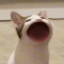 gloriousnutwerewolf