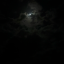 bunniesmoonlight