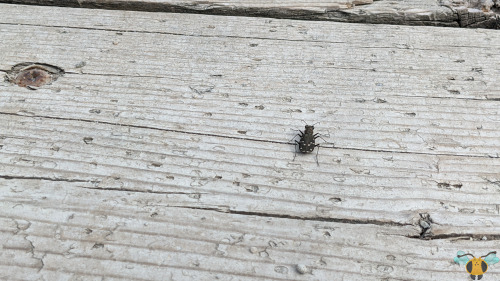  Cicindelinae Twelve-Spotted Tiger Beetle - Cicindela duodecimguttataHappy Lunar New Year! It’s not 