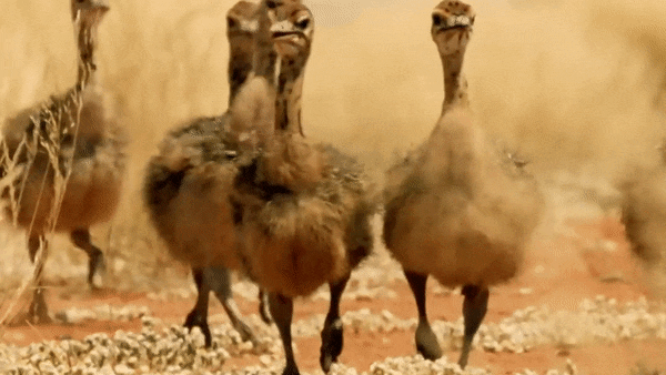  Baby Ostriches Hatching from Eggs, Nature on PBS
