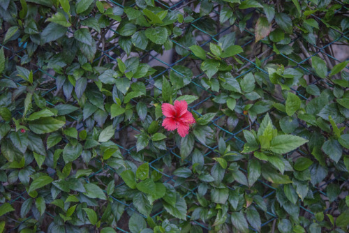 Hibiscus, Cuba, 2017
