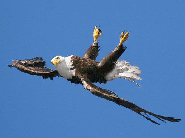 sixpenceee:  A bald eagle snapped flying upside-down.   Image by Pam Mullins in British