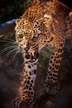 waasabi:  The angry leopard by Mohamed