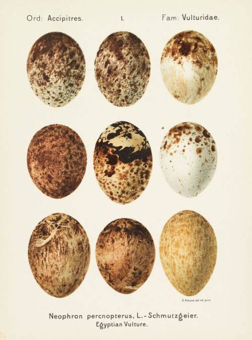 Georg Krause, Eggs from Egyptian Vulture, from “Oologia universalis palearctica”, 1906. Ketterer Kun