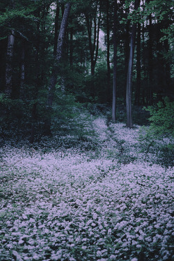 brutalgeneration:  a forest sleeps by Olivia Harmon on Flickr. 