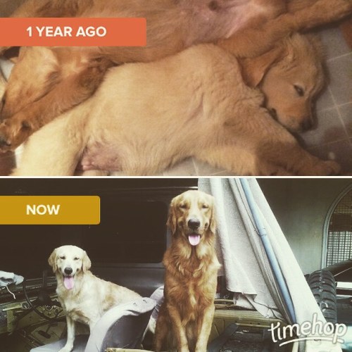 Awwww&hellip;.. #goldenretrievers