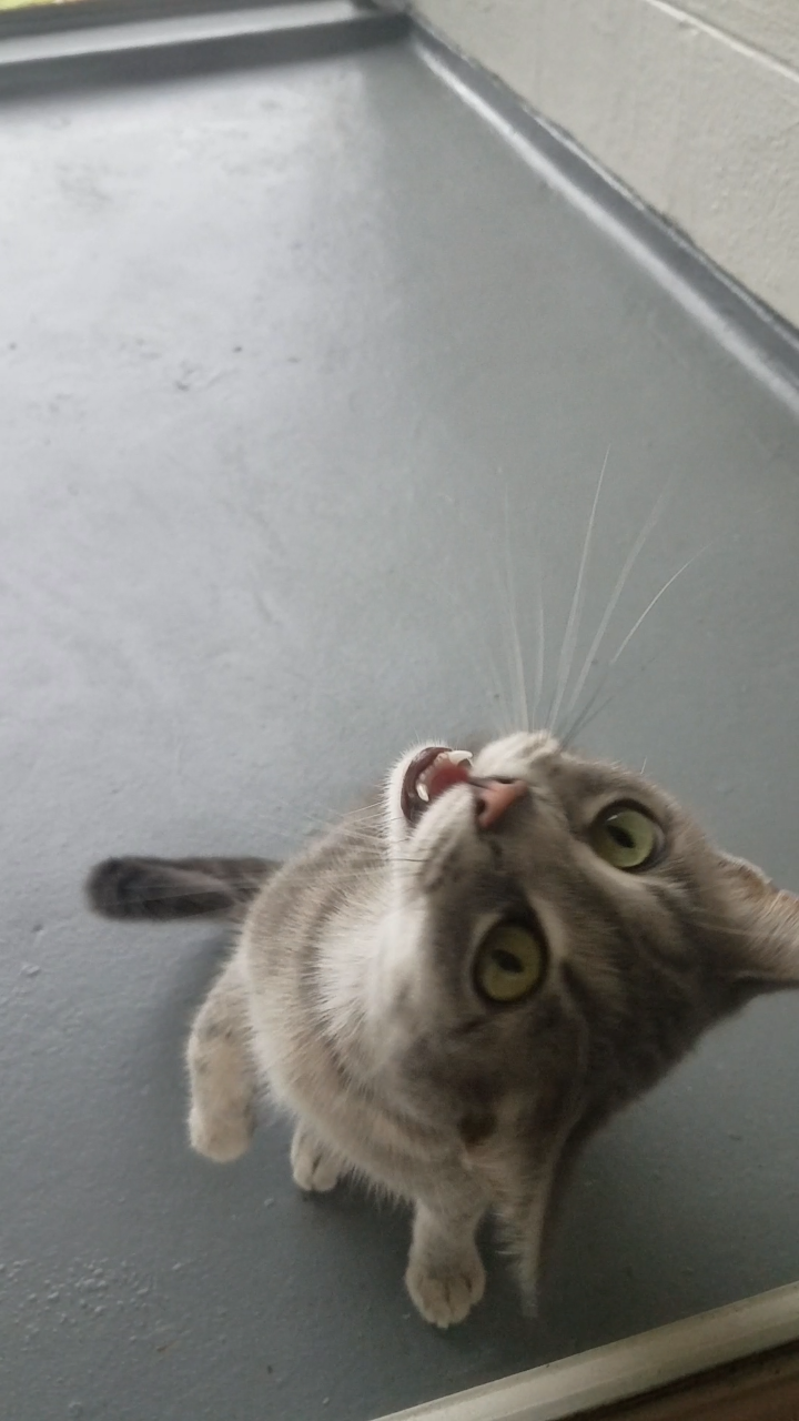 boomerangjr: “Aaaaaaaa!!!!”  – Grayson :D