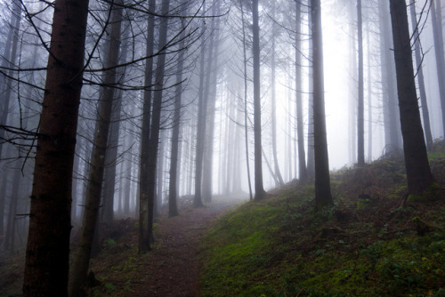 90377:fog by Bernd Kranabetter