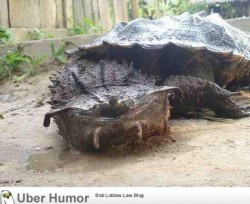 omg-pictures:  A very strange turtle species…http://omg-pictures.tumblr.com