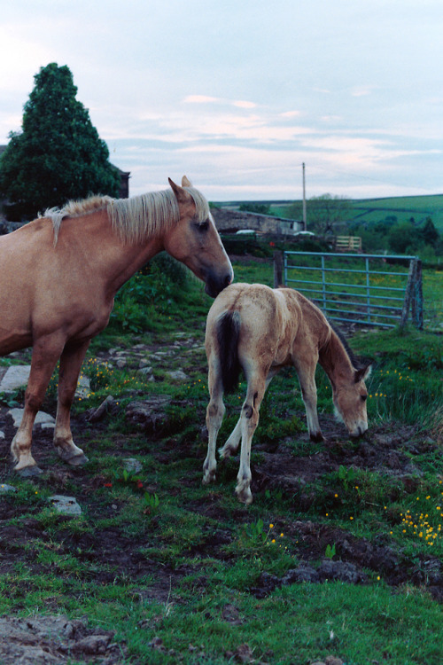 Mother &amp; Foal, West Yorkshire, 2013