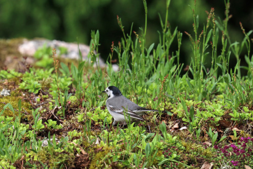 A male White wagtail courting a rather unimpressed female. Unfortunately for him, they did not end u