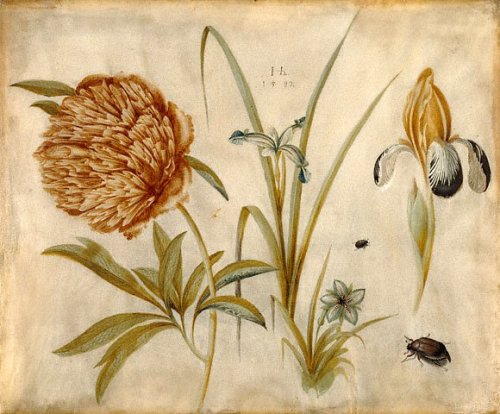 Hoffman, Hans (1550c.-1591) - 1582 Flowers and Beetles