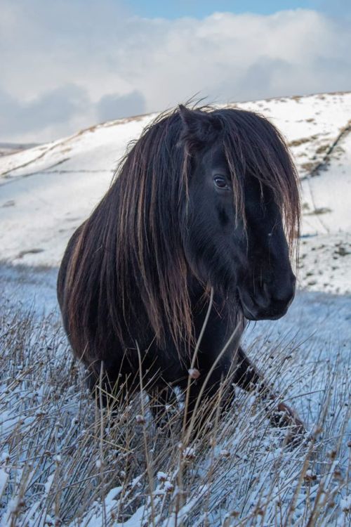 horsesarecreatures:Cumbria Fell Pony, photo by Lee Benson‎.