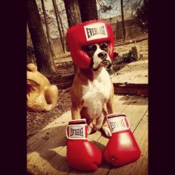 #Boxer #boxer @tonyperez342 @lexiespinosa