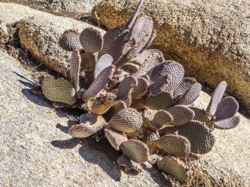 padrickphotos:Fun desert plants. Joshua Tree National Park, CA. 2017.