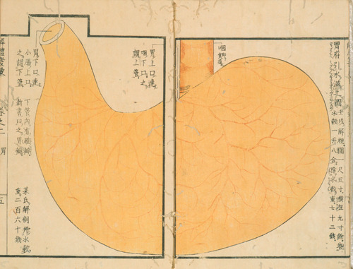 magictransistor:Mitsutane. Kaitai Hatsumou, Hand-Coloured Anatomical Woodcuts. 1813. Ci sono persino