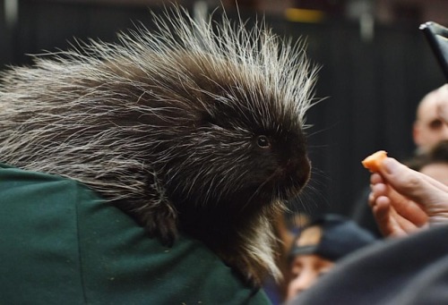 possibly the most important interaction of the day: i got to feed a porcupine/pet his belly/lose my 