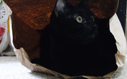 kindnessiseternal:Purrsia and Trisket love their paper bag.@mostlycatsmostly