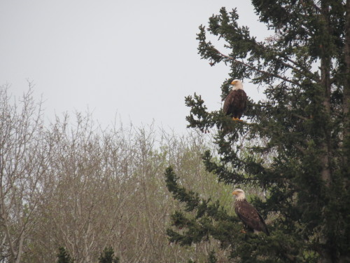 Bald Eagles stand watch over Mud Creek, Waskesiu 