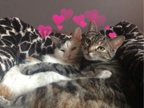 lesbianheart:Cuddling cats moodboard