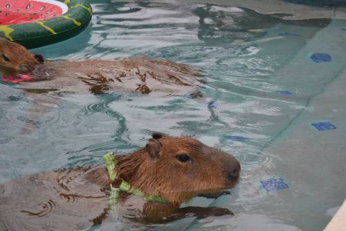 Hup #capybara #carpincho #capivara  www.instagram.com/p/CJB5CDeABcA/?igshid=1x7kl0qykhesy