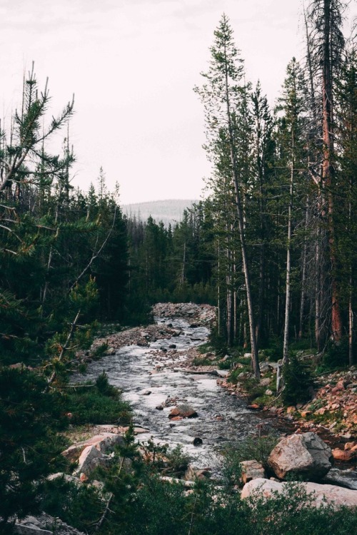 w–o–o–d–l–a–n–d:    #woodlandphotography for more  ↟   