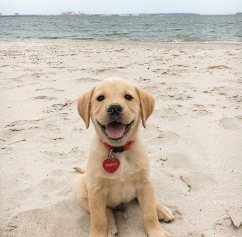 babydogdoo: my puppy loves the beach