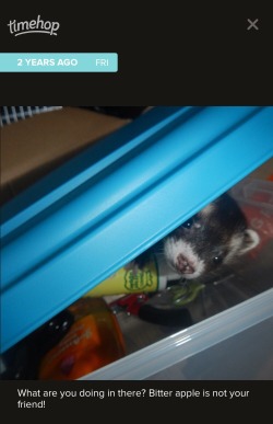 Ferret: Fuck you it aint! &gt;|C