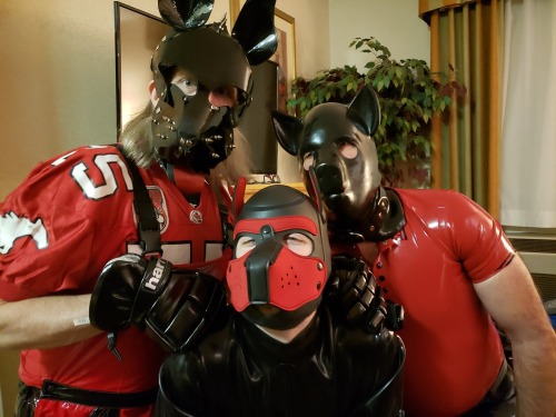 A pile of puppies, all shiny red and black - triple woofs!