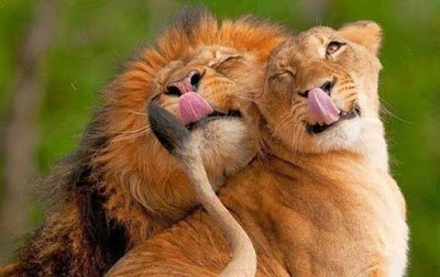 jessalynlearns: badromantics:  missmitchieg:  Lions in The Lion King (2019) no matter what is happening at any moment: -__- Lions in real life:    CGI lion rendered far more beautifully and emotively … 14 years ago.  