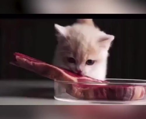 Happy hungry kitty