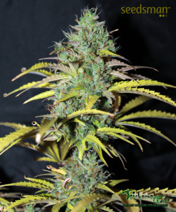 trichome-world:    (via White Widow Auto Seedsman Week 10)  