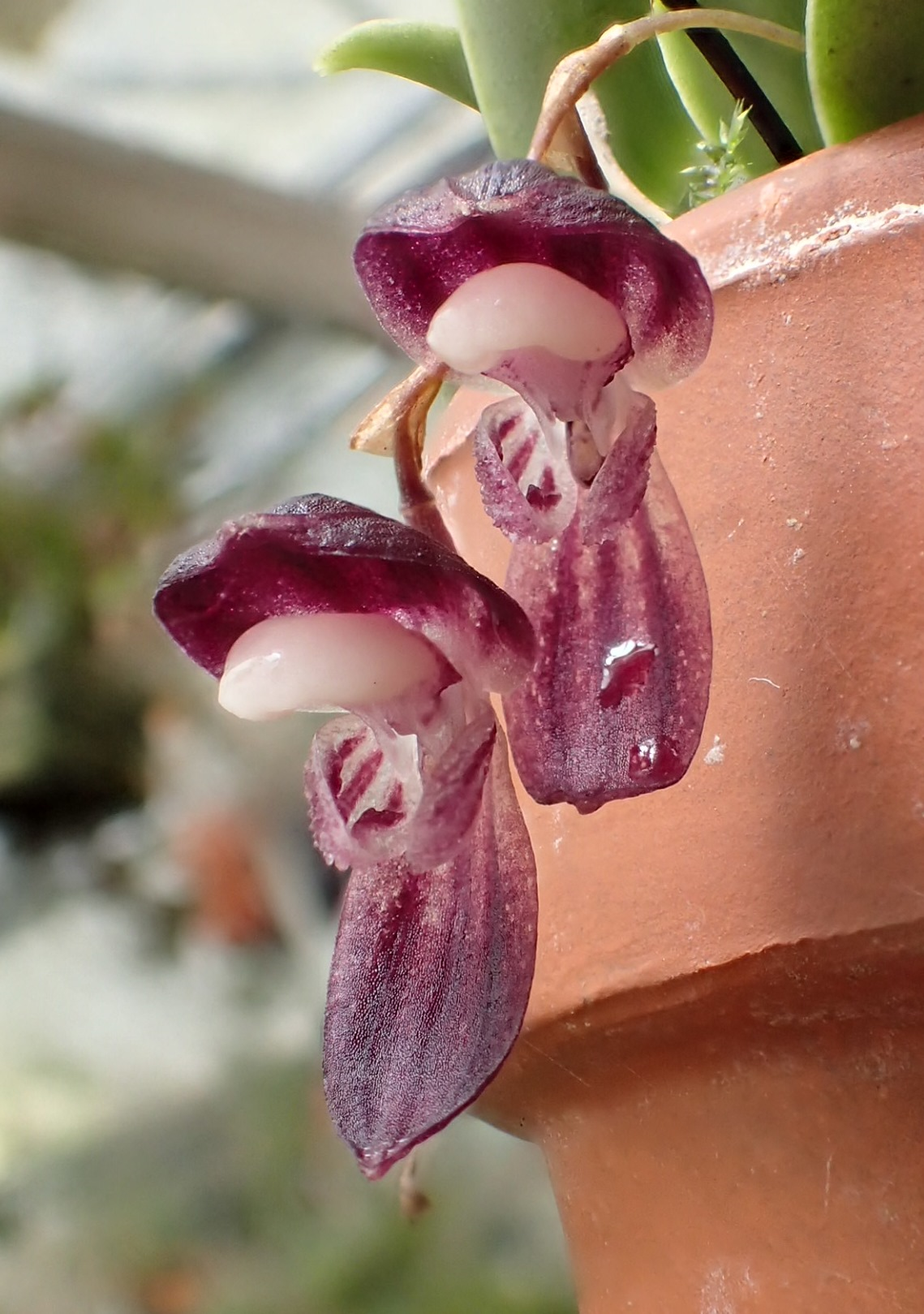 orchid-a-day:  Stelis carnosilabiaSyn.: Pleurothallis carnosilabia; Dracontia carnosilabia;