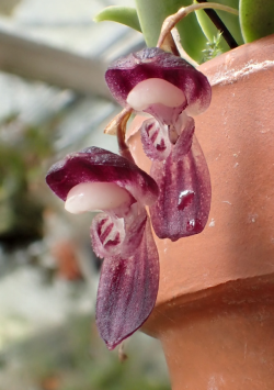 orchid-a-day:  Stelis carnosilabiaSyn.: Pleurothallis