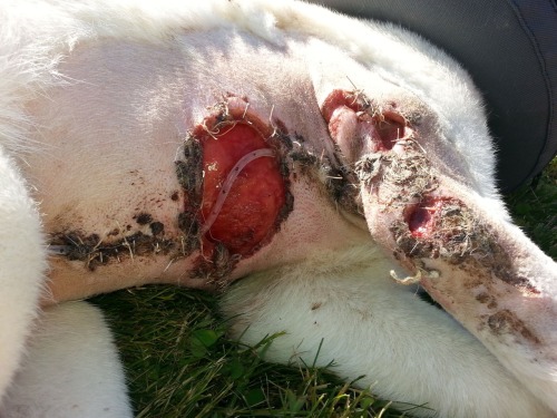 djfblog:   Help Juli Emlore! I took my dog to a local vet. He was sedated for the night, while he was at their facility. In the night a heating pad was turned on and he was BADLY burnt. Most of his skin had to be removed. For three weeks i thought my