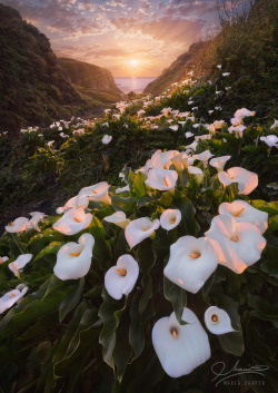 etherealvistas:  Garrapata Beach, Big Sur, California (USA) by mariadraper || Website || FB